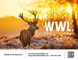 where is the wildlife: wildlife viewing