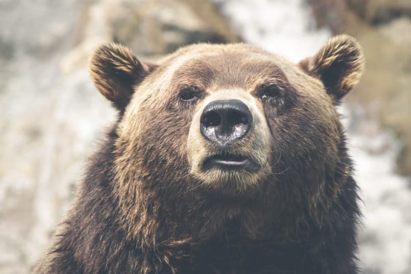 poaching in the US: grizzly