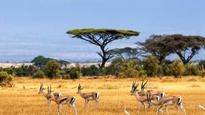animals on african savannah