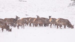 elk in a snowstorm on Bear Lake Road