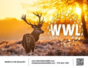Where is the wildlife? www.whereisthewildlife.com info@whereisthewildlife.com970-663-1200