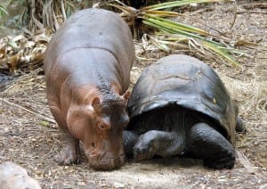 a hippo named Owen with his mother a giant male Aldebaran tortoise.