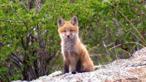 A young fox
