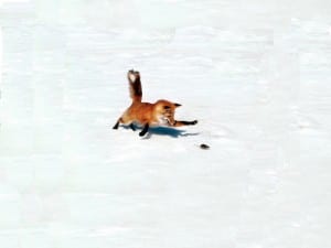 a fox chasing a mouse