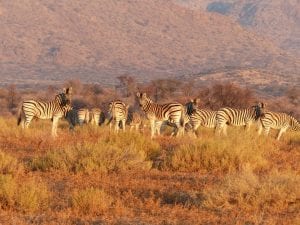 Zebras in a herd
