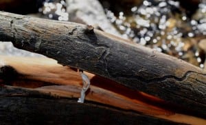 a tiny figure in a log