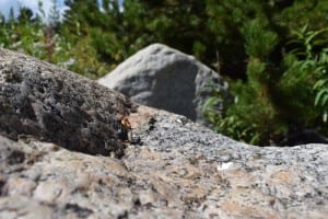 a tiny figure on a rock