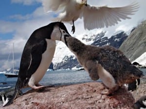 penguin feeding its young