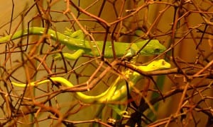 two lizards in branches