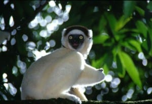 lemur sitting in a tree