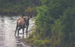 moose in colorado