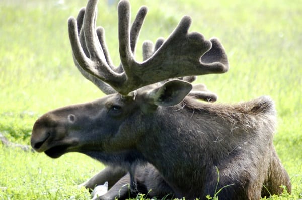 Moose with antlers