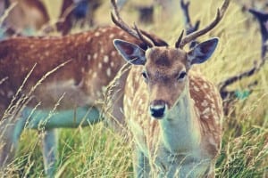 poaching in the US: vulnerable deer