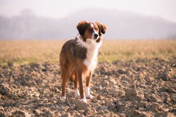 bringing your dog: exploring nature