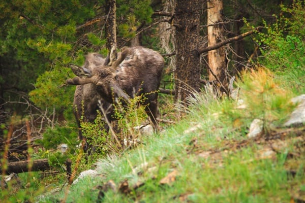 moose in colorado: mama moose