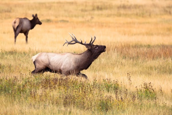 wildlife tour preparation: what do you want to see?