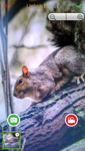 Screenshot of WWL app, wildlife. upload post with exit and continue check, zoom features, camera and video buttons, and a smaller picture of the picture at the bottom.