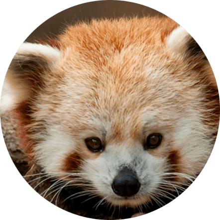 Red Panda