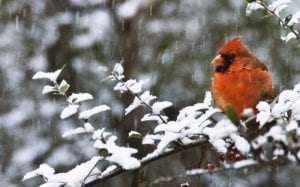 A cardinal in the snow