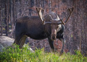 Colorado Moose in a forest